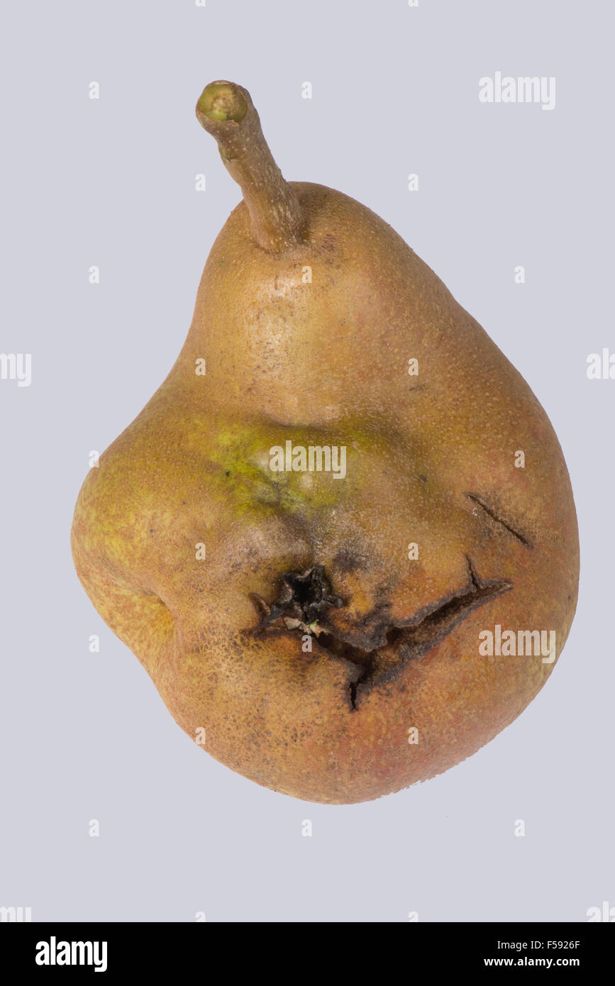 Fruchtdeformität an Birne durch Birnensteinpit-Virus, PSPV, Oktober, Bukshire Stockfoto