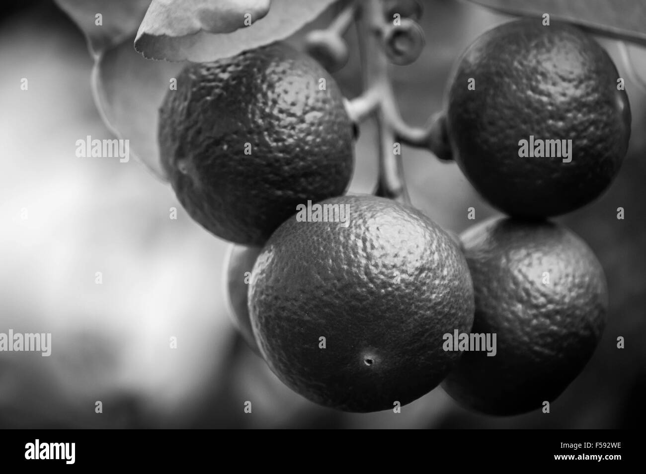 Limetten in schwarz / weiß Stockfoto