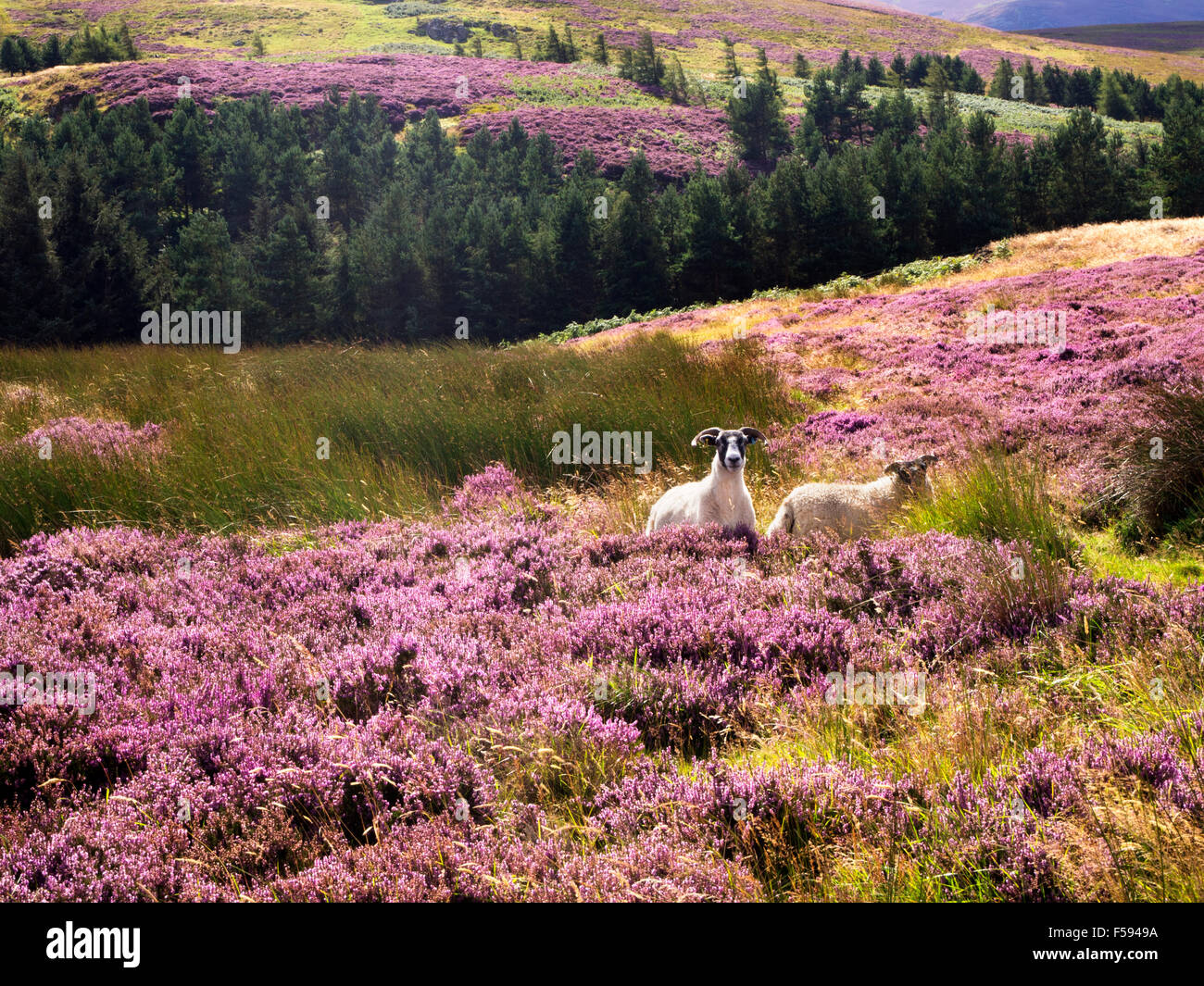 Zwei Schafe grasen auf Heather Moorland in der Nähe von Wooler Northumberland National Park England Stockfoto