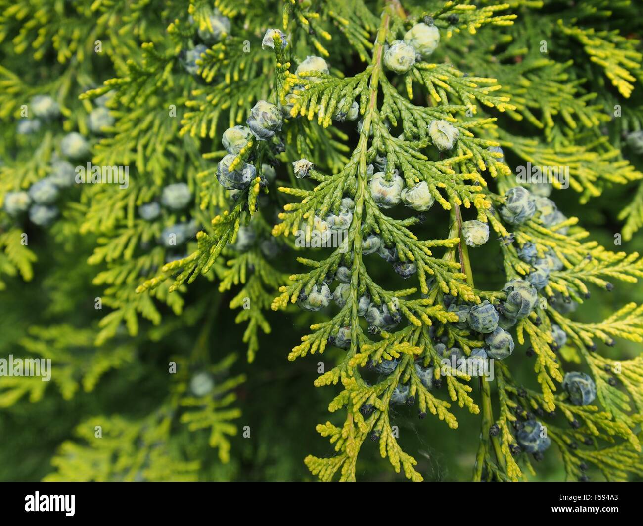 Thuja-Zweig mit winzigen Zapfen auf weißem Hintergrund Stockfoto