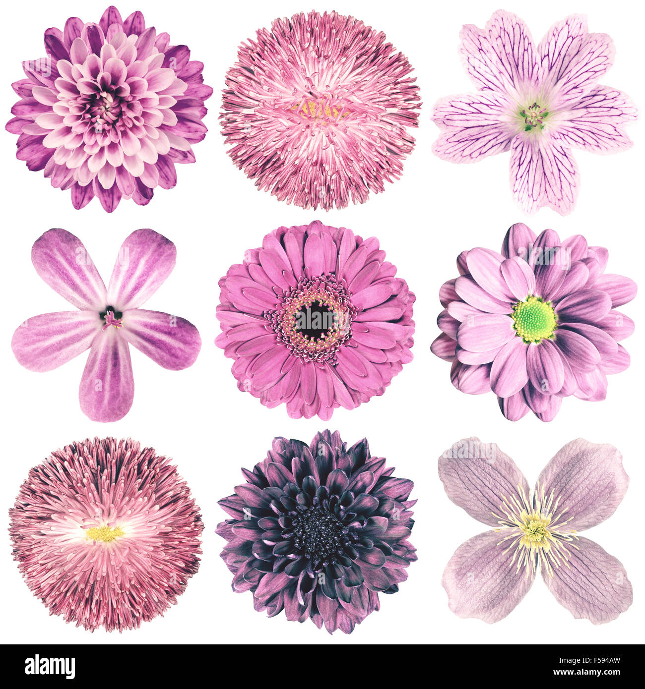 Auswahl an verschiedenen Blumen in lila Vintage Retro-Stil, Isolated on White Background. Gänseblümchen, Chrystanthemum, Kornblume, Dahl Stockfoto
