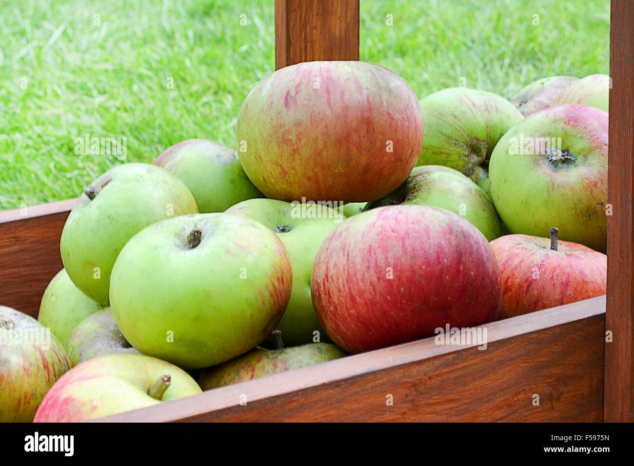 Apfelernte, Windfall Herbstsaison Apfel Ernte aus einem organischen Obstgarten, ungewaschenen ausgewählt Focus, engen Schärfentiefe. Raum f Stockfoto