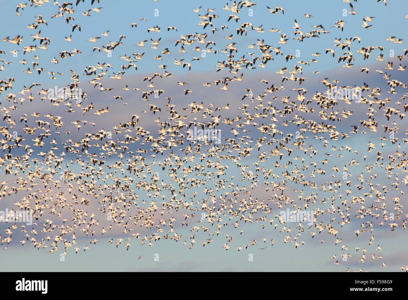Tausende von Zugvögeln Schnee Gänse mit Wolken. Stockfoto