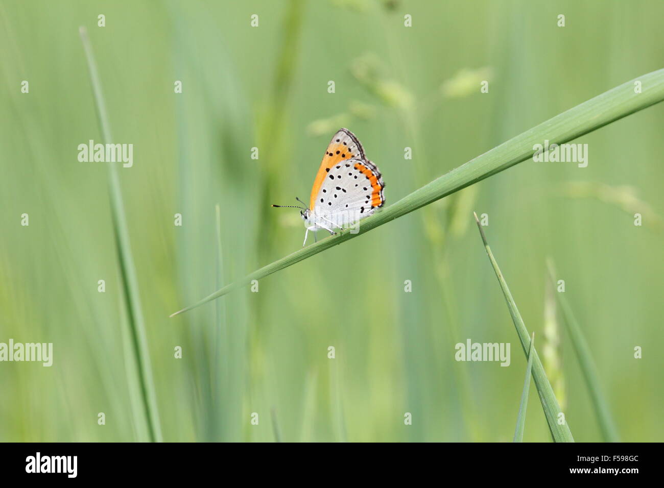 Kleiner Schmetterling thront auf einem Grashalm. Stockfoto