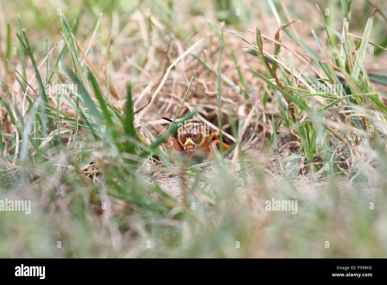 Cicada Killer Blick aus seiner Höhle. Stockfoto