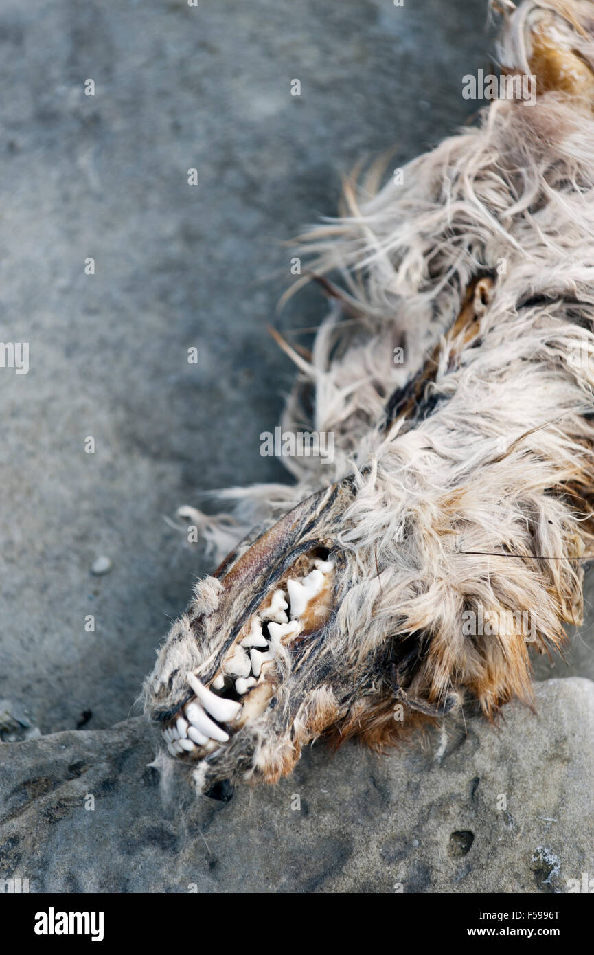 Toten Fuchs Stockfoto