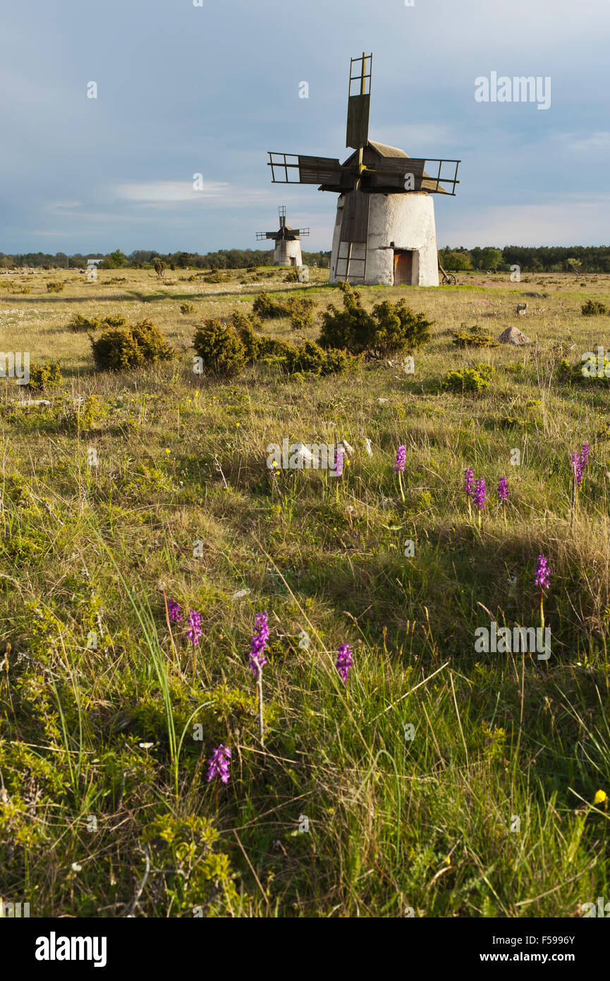 Gammal Windmühle auf der Insel Gotland, Schweden Stockfoto