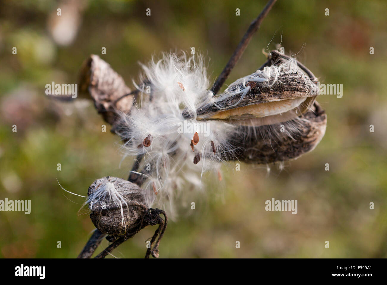 Milkweed Pod Samen - Pennsylvania, USA Stockfoto