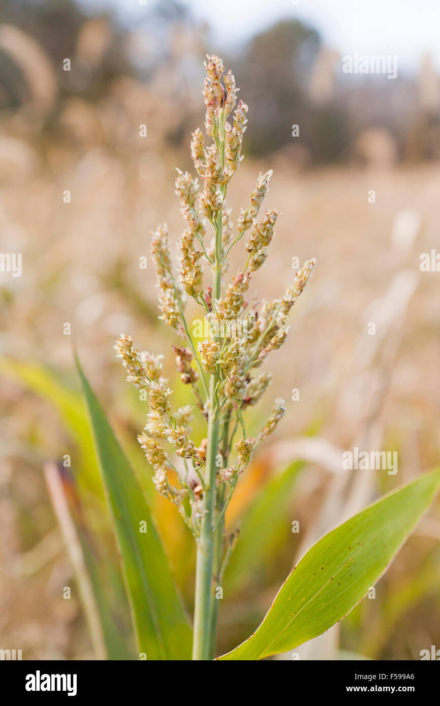 plant Fotos und Bildmaterial in hoher Auflösung Alamy