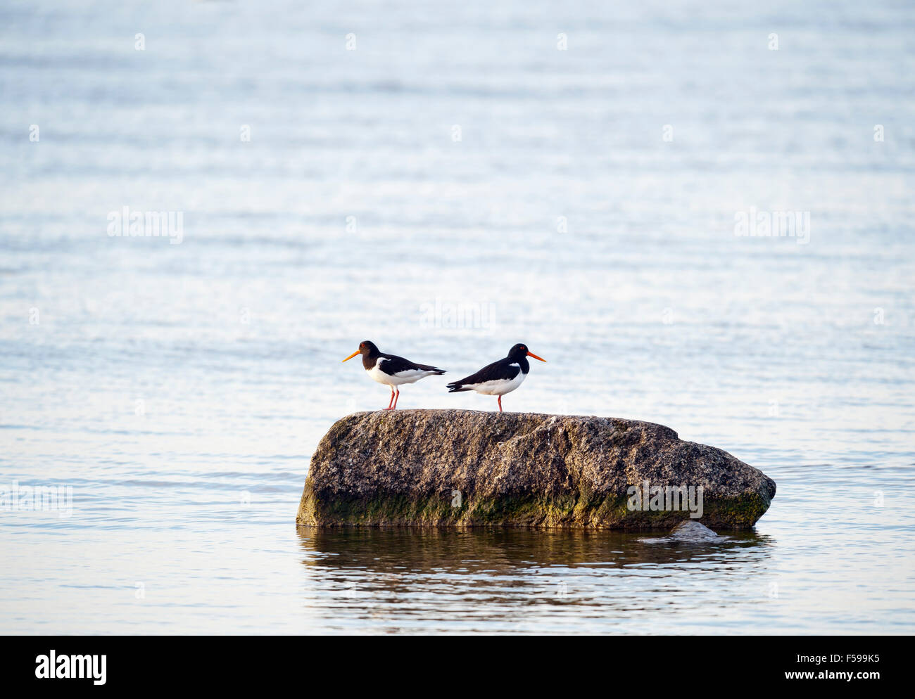 Oyster catcher Stockfoto