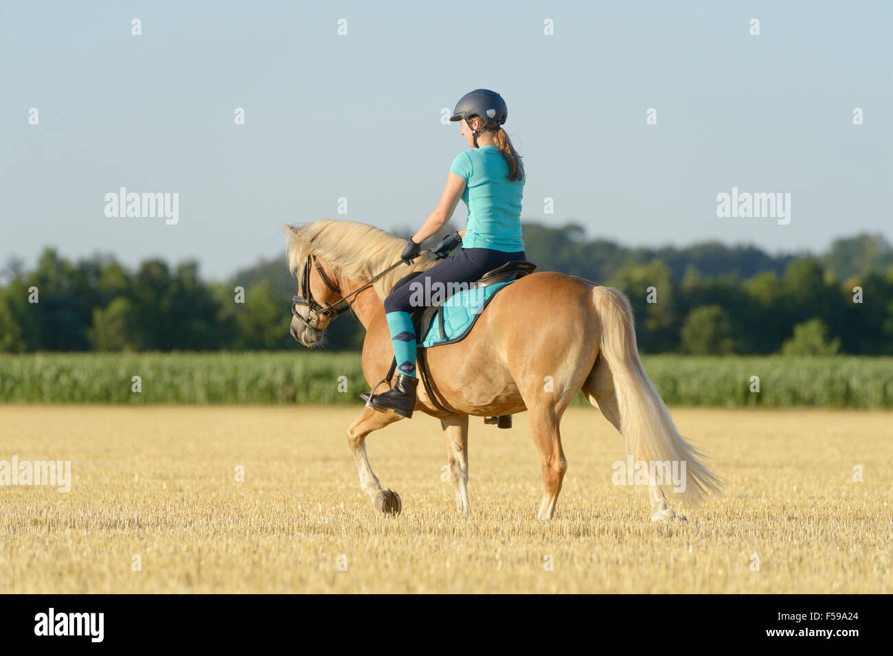 Junge Reiter auf Rückseite ein Haflinger in einem Stoppelfeld Stockfoto