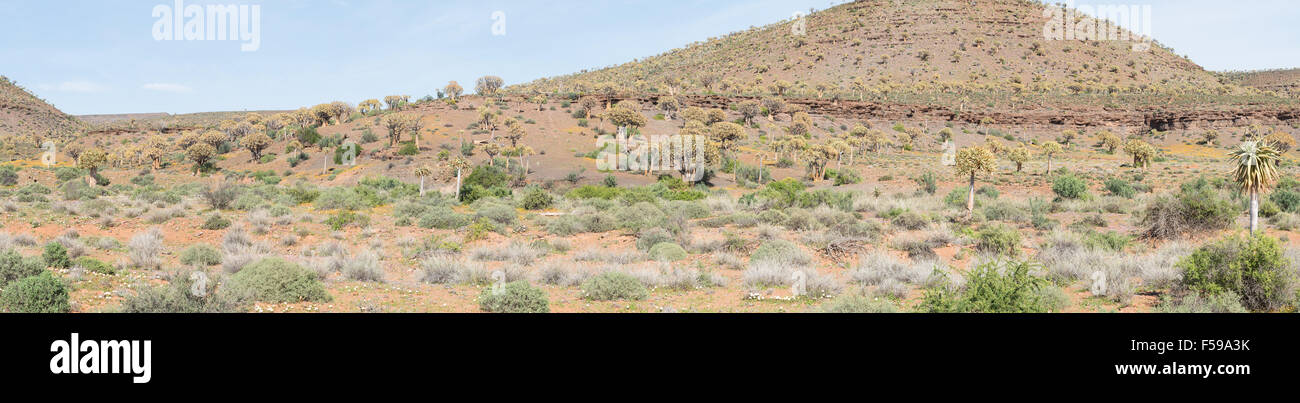 Tausende von Köcherbäume (Aloe Dichotoma) säumen die Hügel in den Köcherbaumwald in Gannabos nahe Nieuwoudtville. Stockfoto