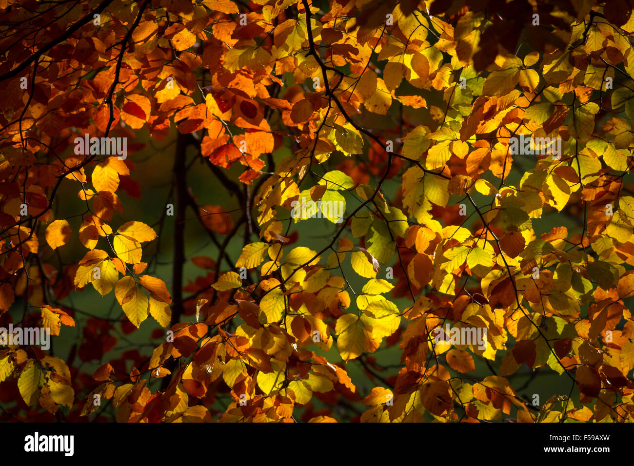 Herbst Blätter wie Kupfermünzen Stockfoto