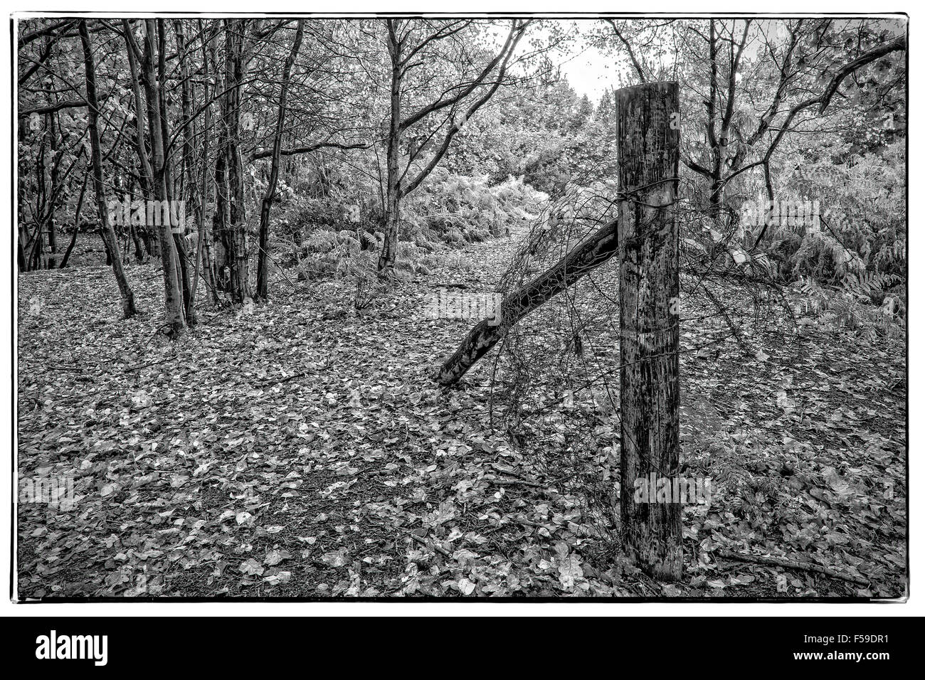 Daresbury Tannen Conservation Area in Cheshire, ein Naturschutzgebiet in der Nähe des Dorfes Daresbury Stockfoto