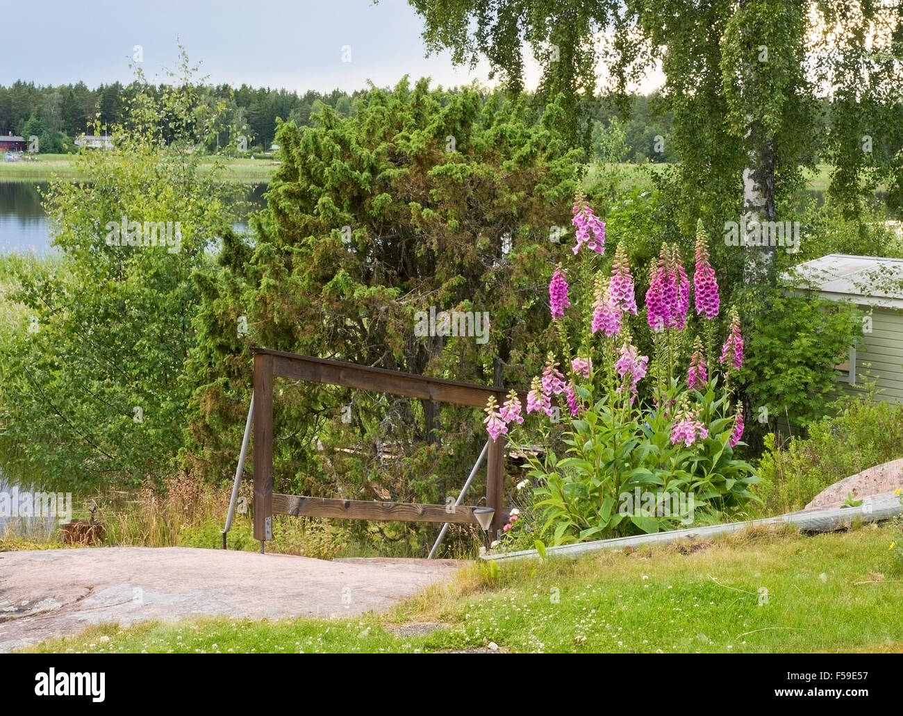 Rosa und lila Lupinen Blumen und Mittsommer Vegetation in Värmland, Schweden. Stockfoto