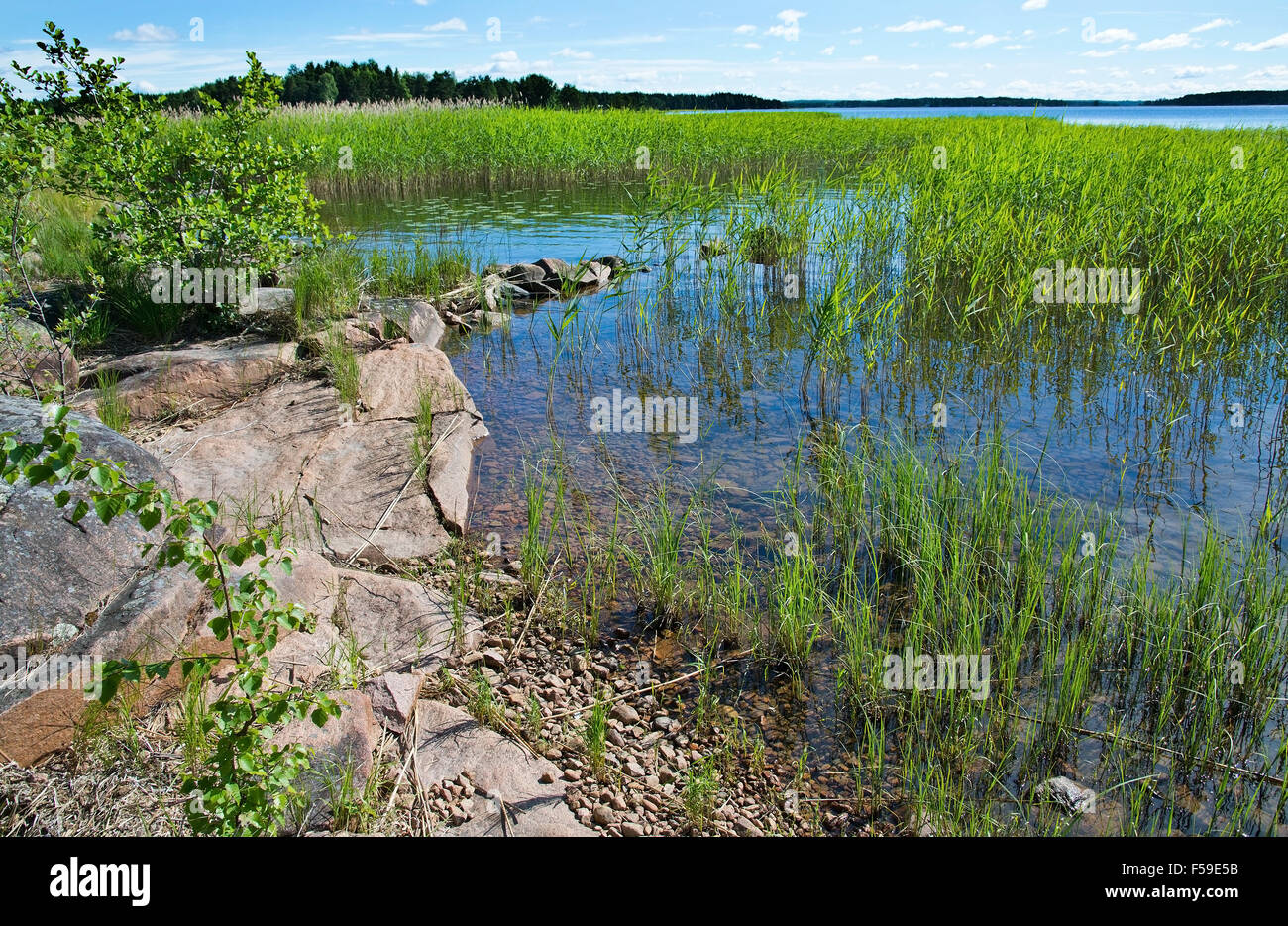 Seerand mit roten Granitfelsen und aquatischen Rasen an einem sonnigen Sommertag in Värmland, Schweden. Stockfoto