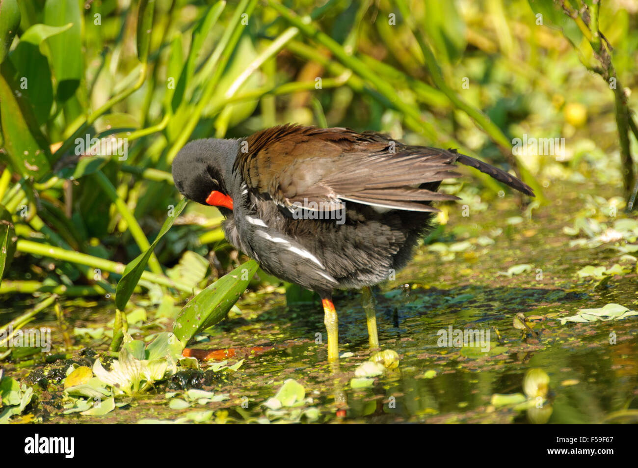 (Common Gallinule Gallinula galeata) Green Cay Natur in Florida Stockfoto