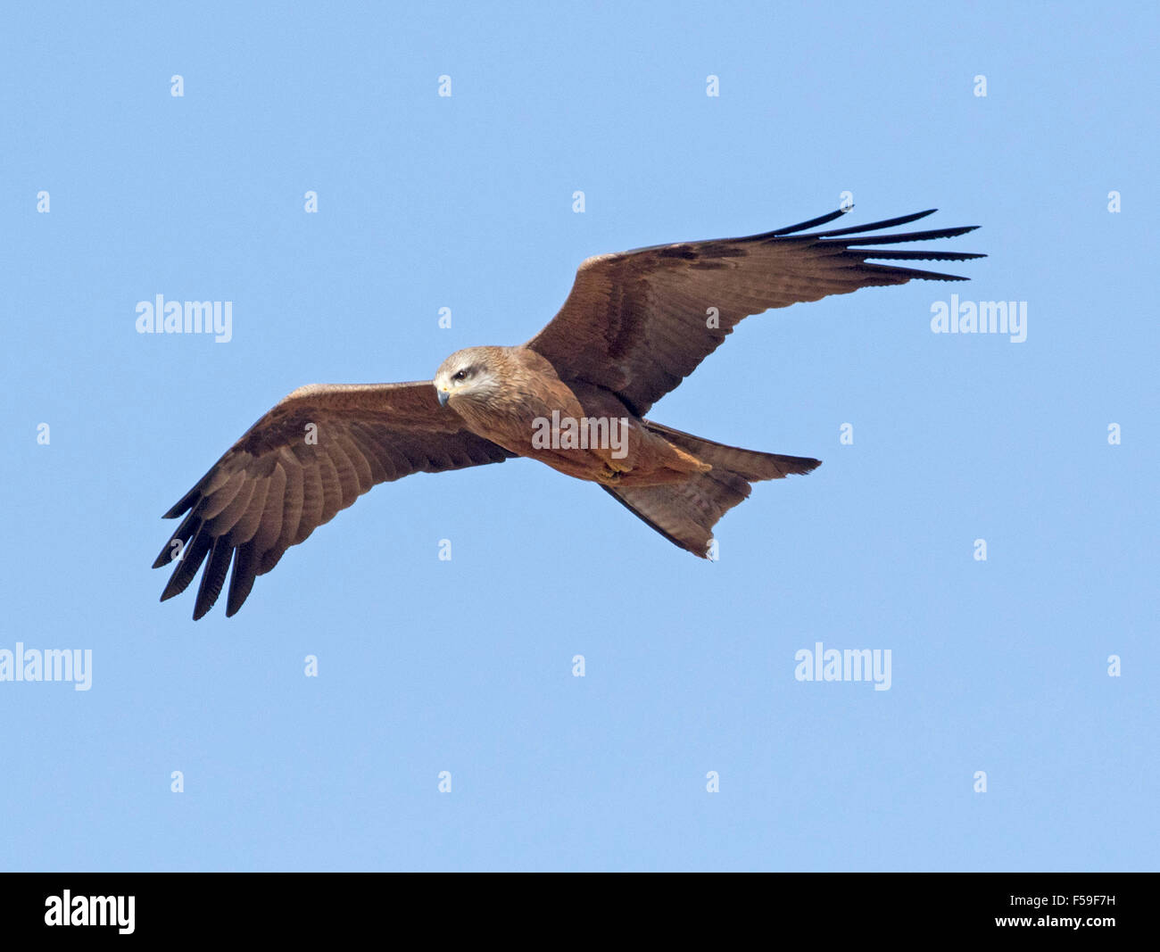 Schwarze Drachen, Milvus Migrans, Raptor / Raubvogel, während des Fluges mit Flügel ausgebreitet gegen blauen Himmel im Outback Australien Stockfoto