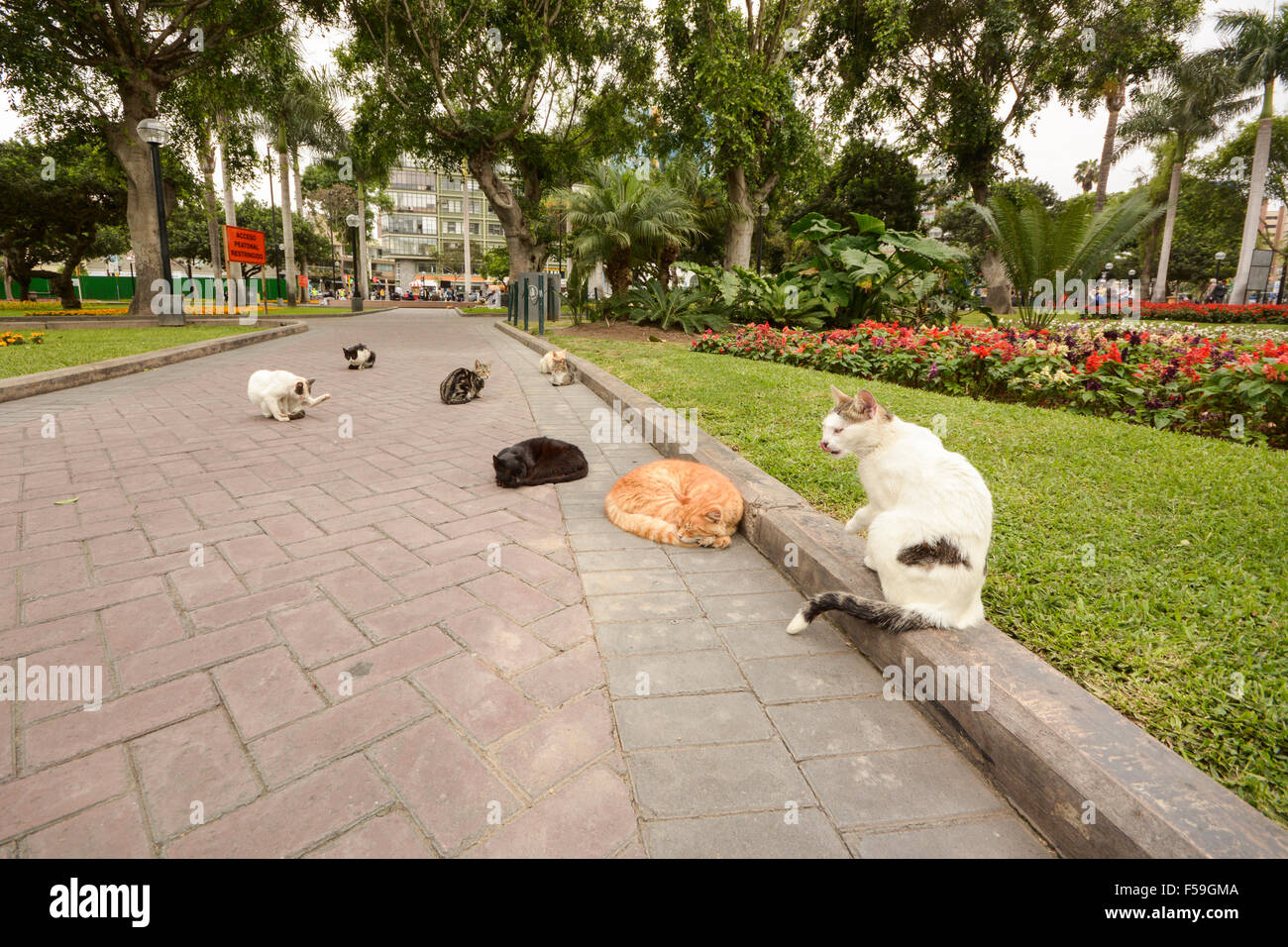 Die wilden Katzen, die im Parque Kennedy in Miraflores, Lima, Peru leben Stockfoto