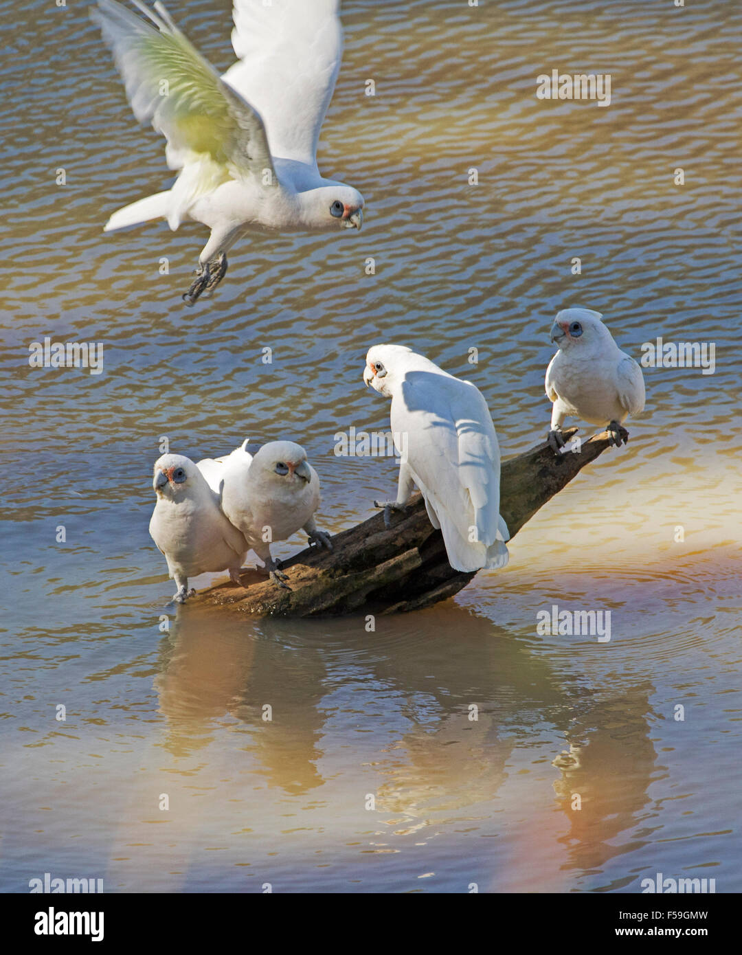 Gruppe von little Corellas, Cacatua sanguineaund, weißen Kakadus fliegen über & stehend auf Baumstamm im Wasser des Baches im Outback Australien Stockfoto