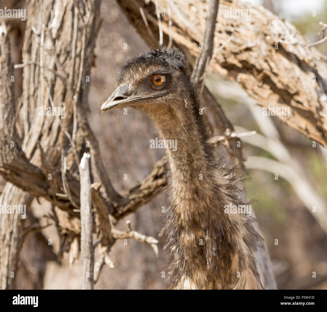 Nahaufnahme des Gesichts der WWU mit komischen neugierigen Ausdruck, im Currawinya Nationalpark im Outback Qld Australien Stockfoto