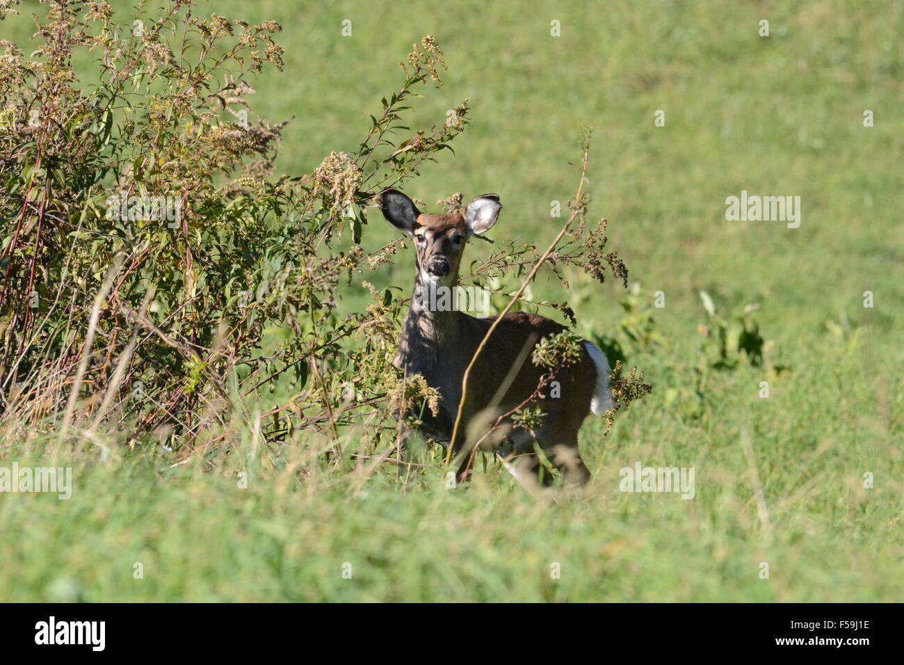 Whitetail Doe Stockfoto