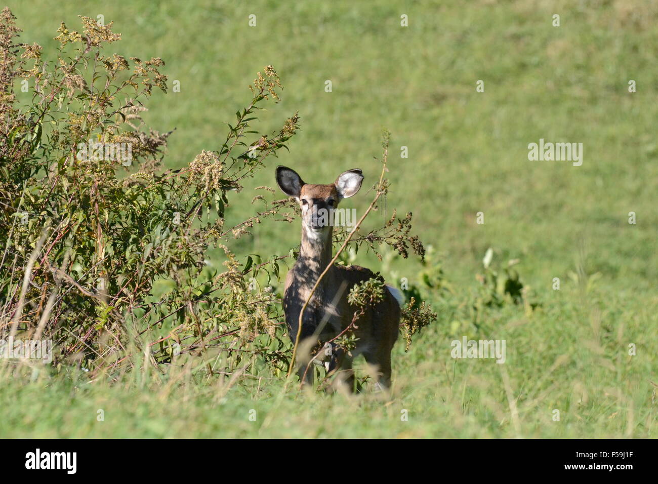 Whitetail Doe Stockfoto