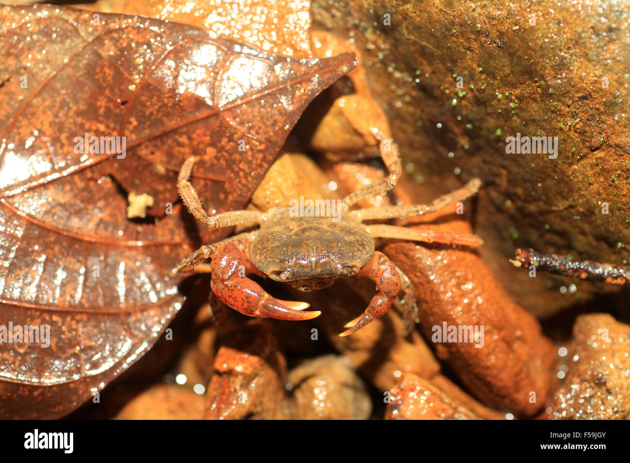 Südlichen Ryukyu Frischwasser Krabbe (Geothelphusa Minei) in Japan Stockfoto