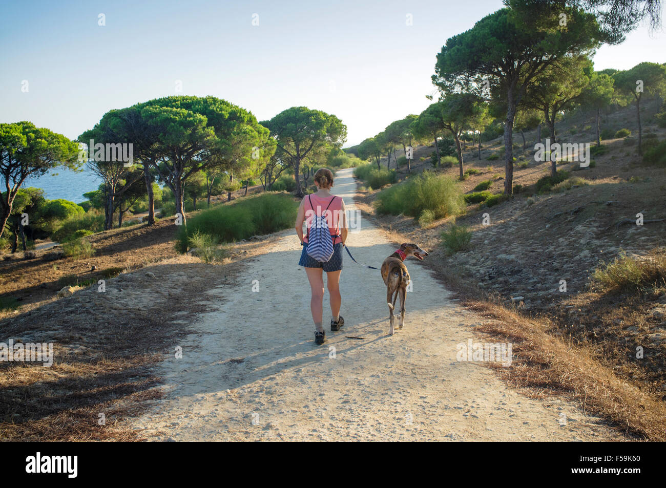 Frau mit spanischen Windhund Wanderweg zwischen Barbate und Caños de Meca durch den Pinienwald (Pinus Pinea) in La Stockfoto