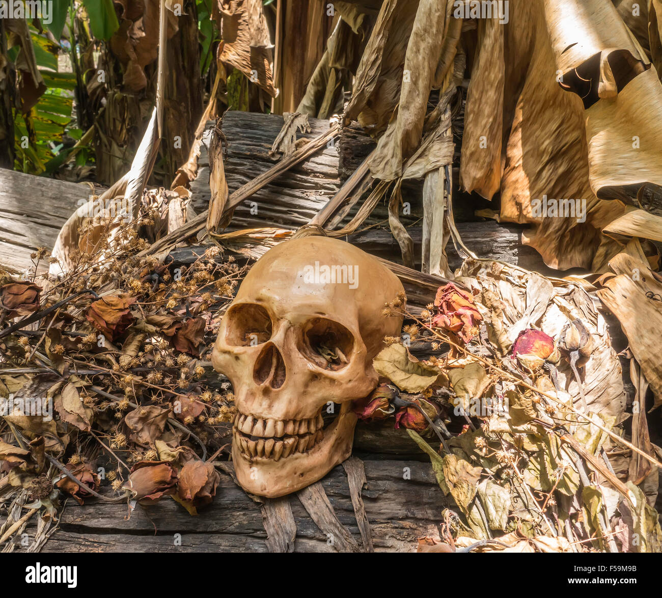 Schädel oder Skelett menschliche Fotografie Stockfoto