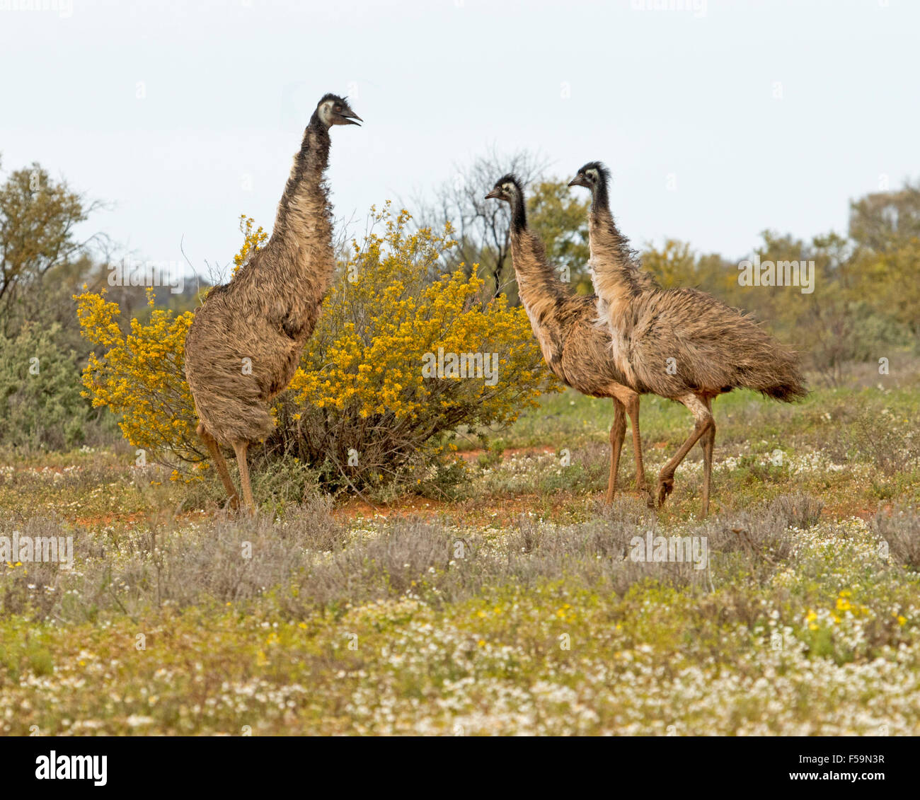 Humorvollen Blick auf 3 emus, Männlich, 2 kleinere Vögel wie Eltern-Mahner Kindern, unter Wildblumen im Outback SA überragt Stockfoto