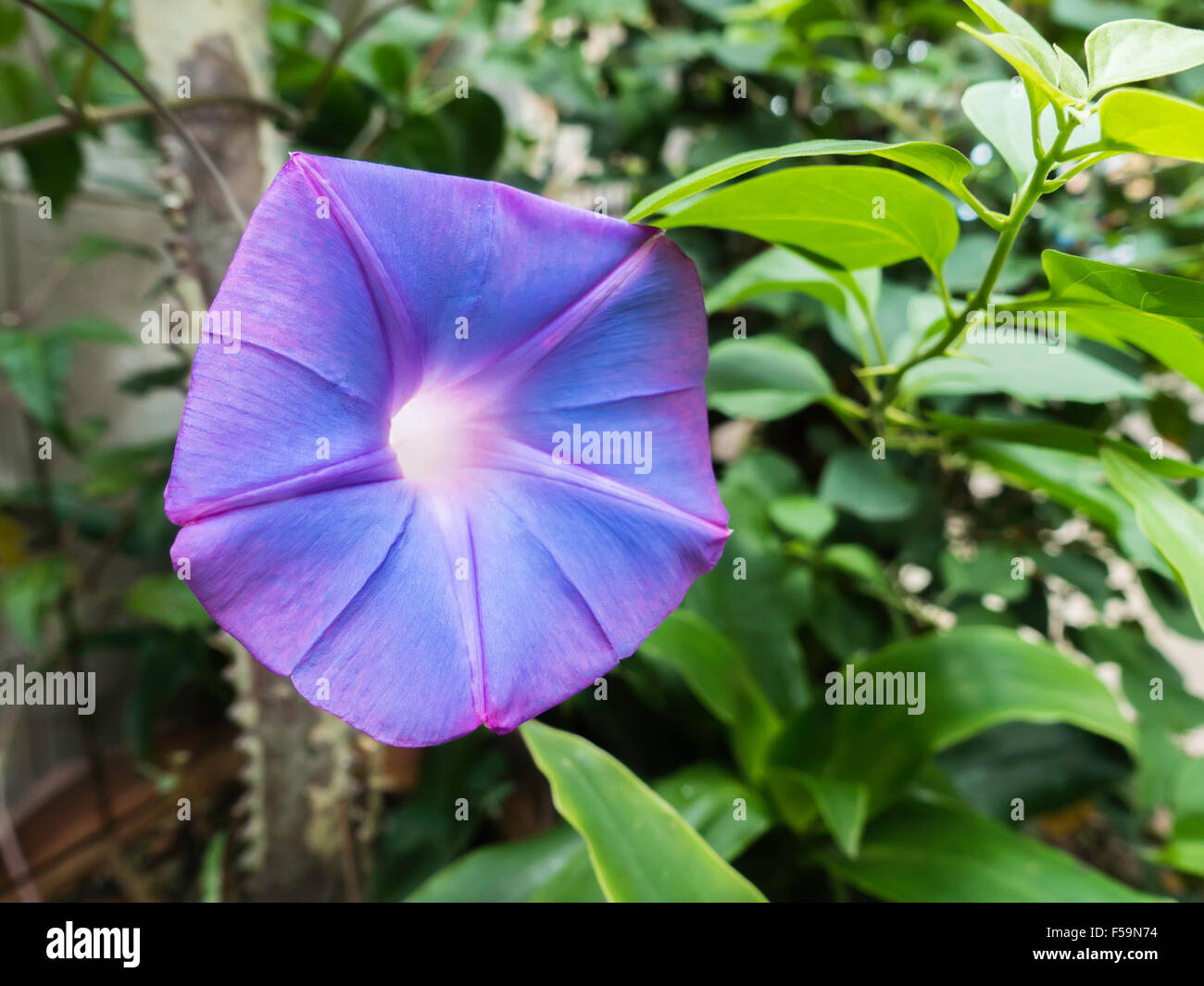 blaue Blume Fotografie Stockfoto