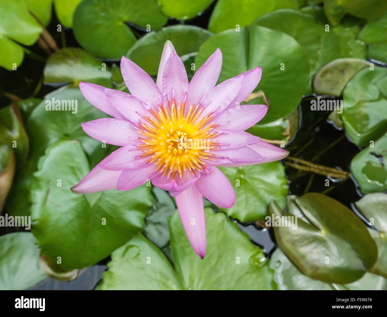 Pink Lotus Stockfoto