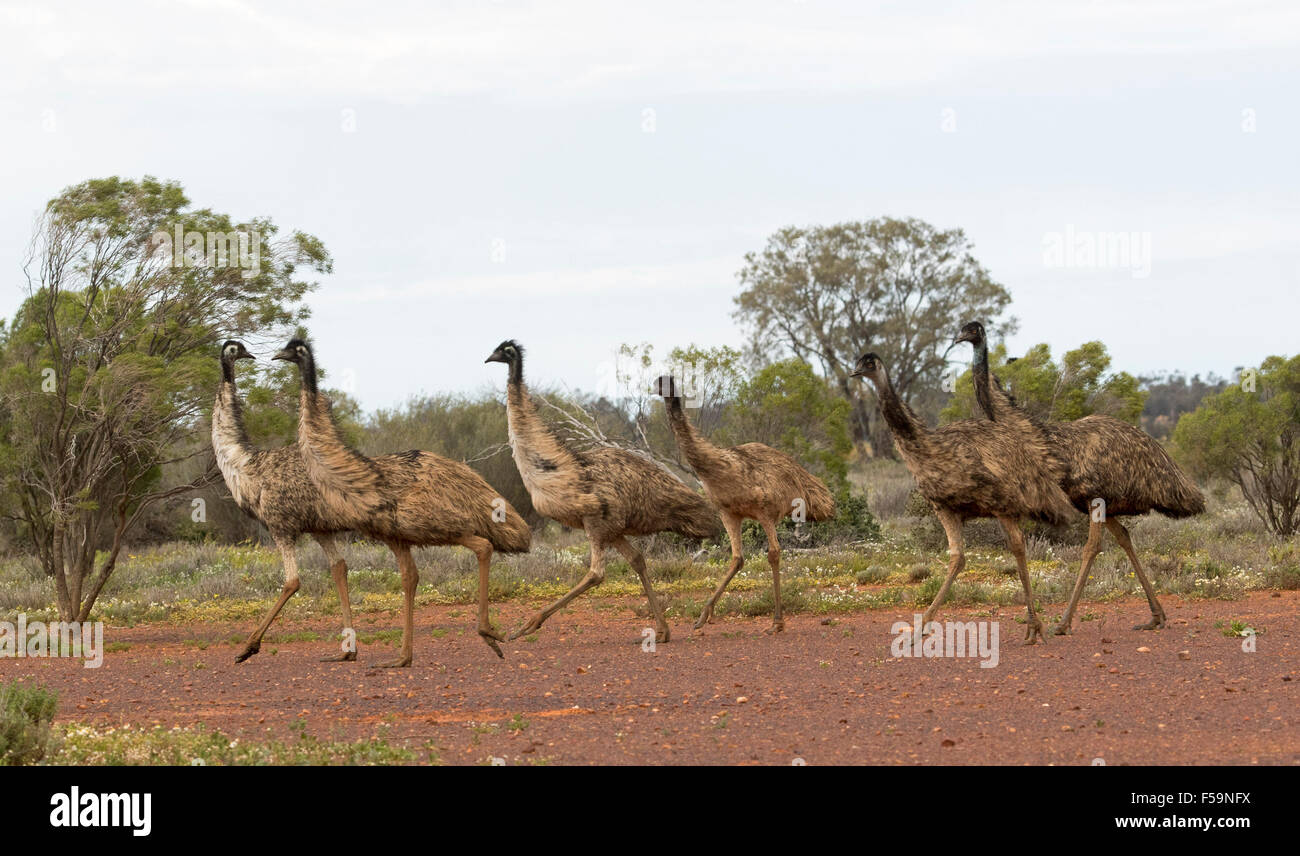 Panoramablick auf Herde emus überqueren Landschaft mit niedrigen Bäumen und Buschland im Hintergrund in Flinders Ranges outback South Aust Stockfoto