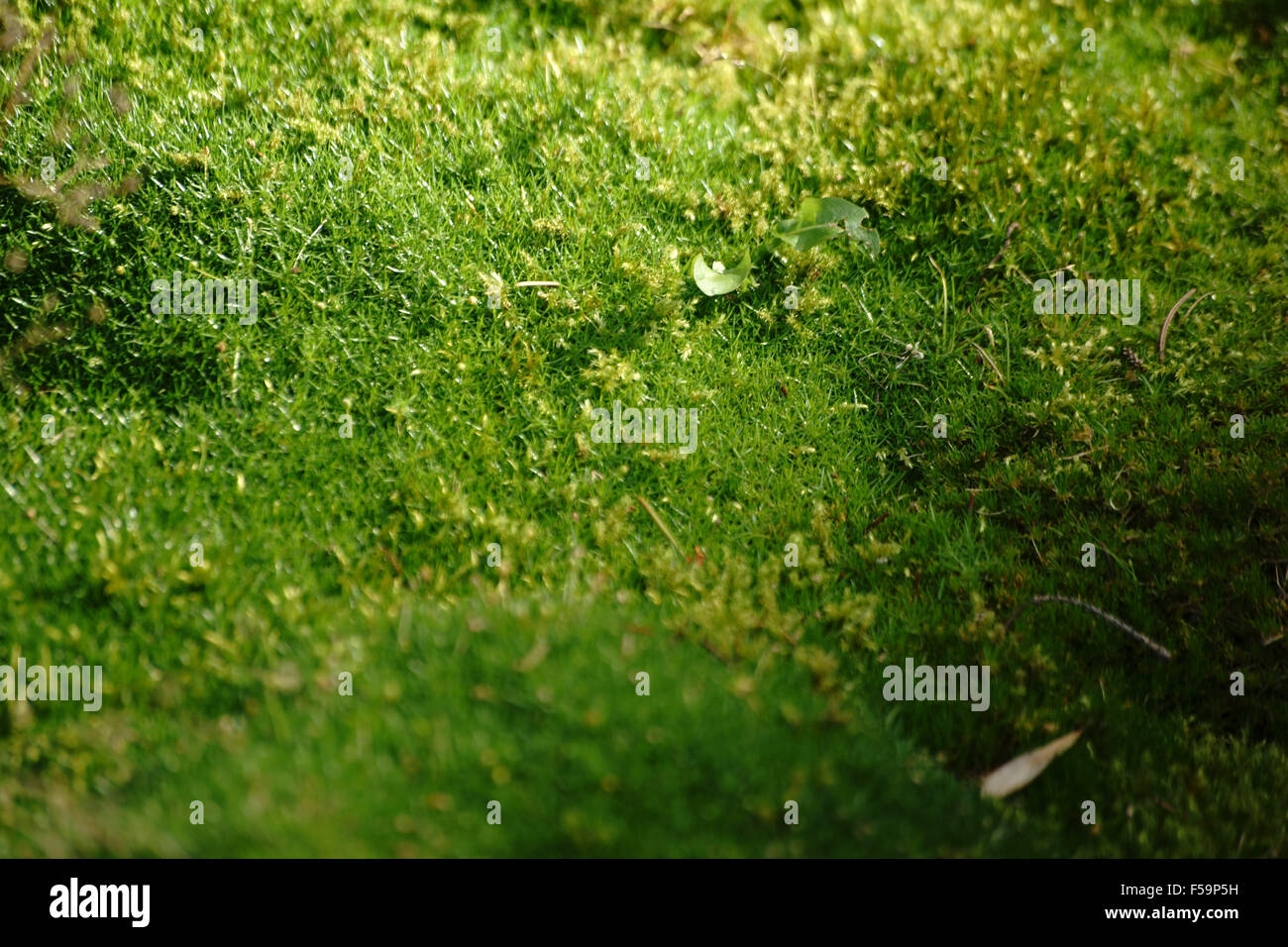 Alpine Mastkraut Stockfoto