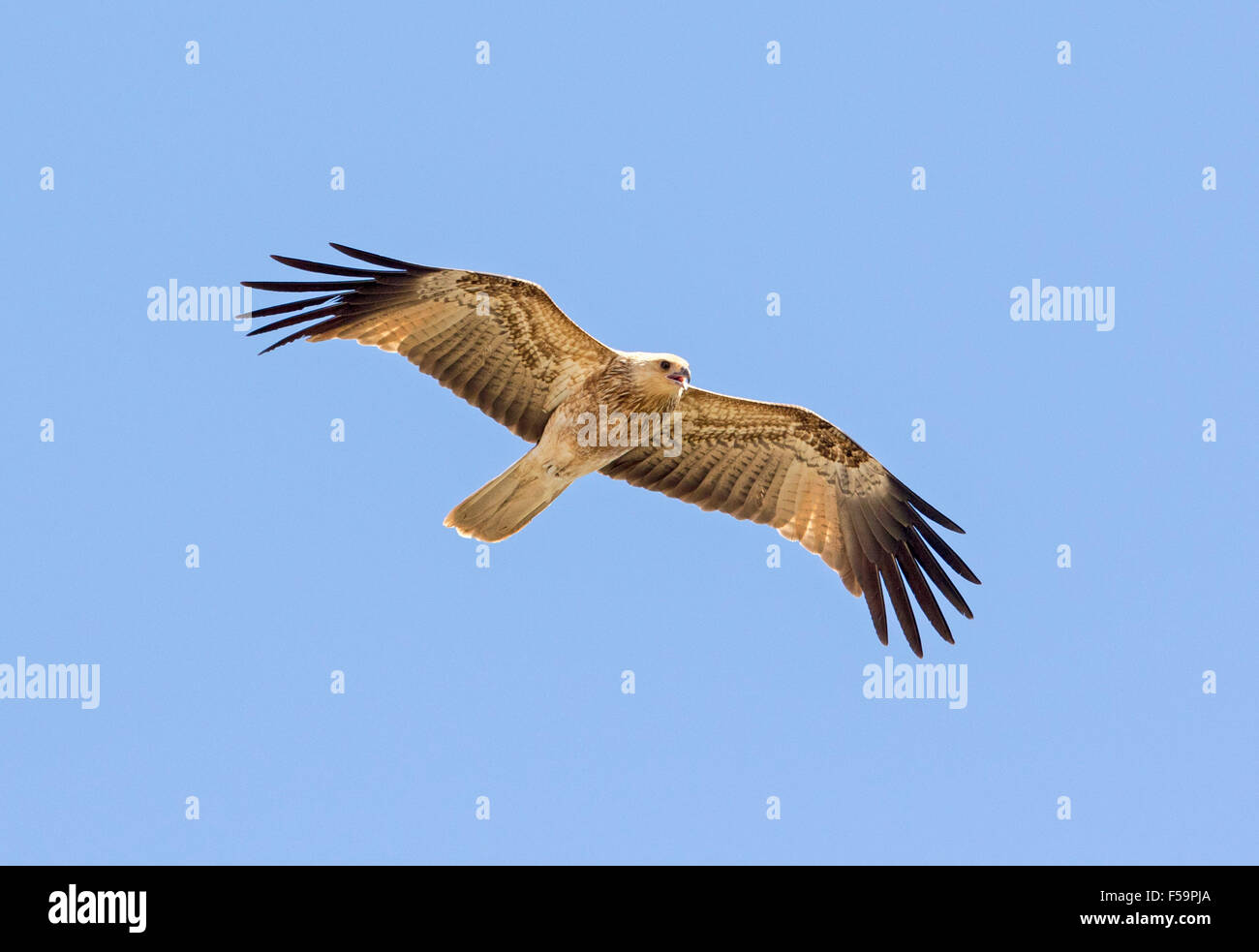 Kite, Haliastur Sphenurus, Pfeifen, während des Fluges & gleiten anmutig mit Flügel ausgebreitet vor blauem Himmel, outback Australien Stockfoto