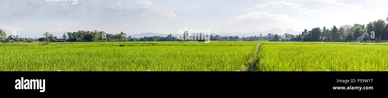 Dieses Feld ist mit Reis bepflanzt, die im Wasser stehen, um zu wachsen muss Stockfoto