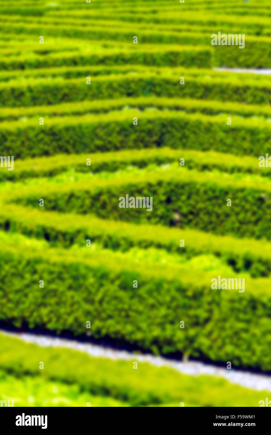 Hecke Labyrinth im französischen Garten. Vertikale defokussierten Schuss Stockfoto