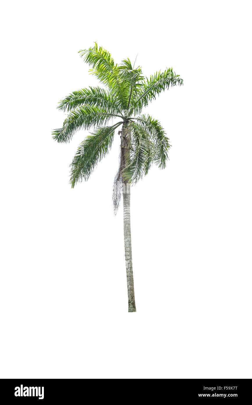 Betel Palme auf weiß auf weißem Hintergrund Stockfoto