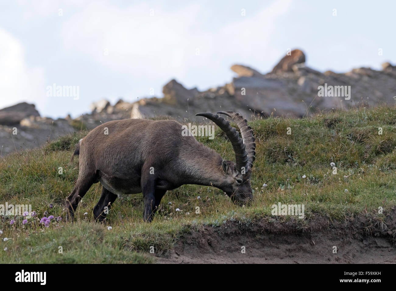 Alpensteinbock, Nationalpark Hohe Tauern, Kärnten, Österreich, Europa / Capra Ibex Stockfoto