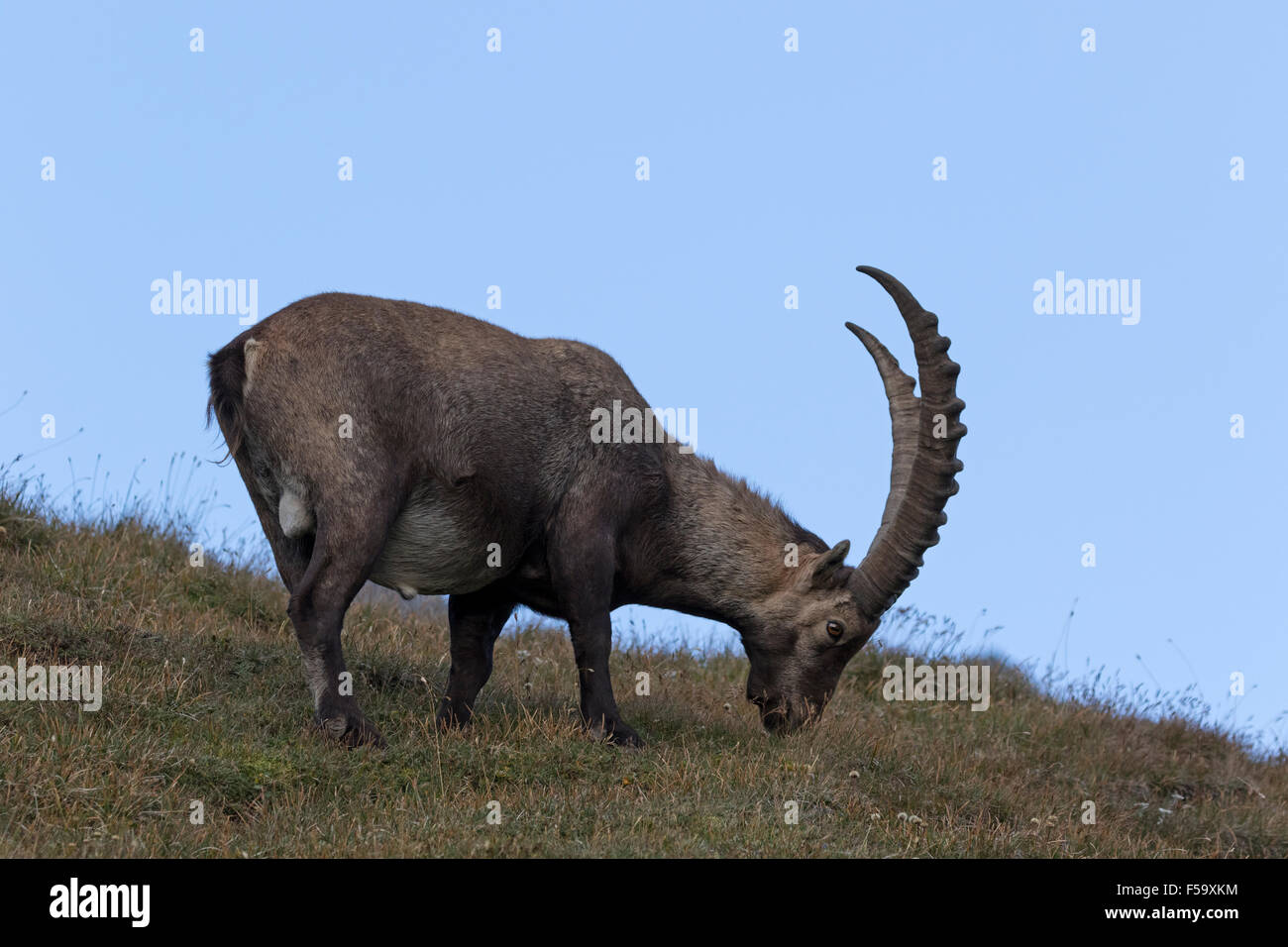 Alpensteinbock, Nationalpark Hohe Tauern, Kärnten, Österreich, Europa / Capra Ibex Stockfoto