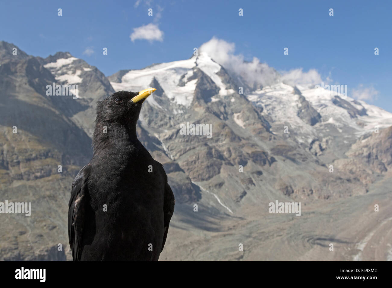 Alpine Alpenkrähe vor Grossglockner, Nationalpark Hohe Tauern, Kärnten, Austria, Europe / Pyrrhocorax Graculus Stockfoto