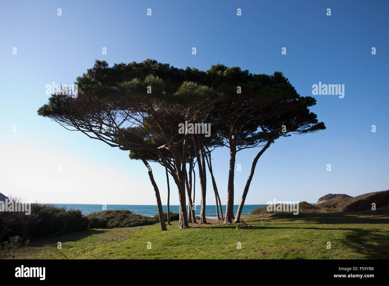 Maritime Pine Tree Gruppe in der Nähe von Meer und Strand. Baratti, Toskana. Stockfoto