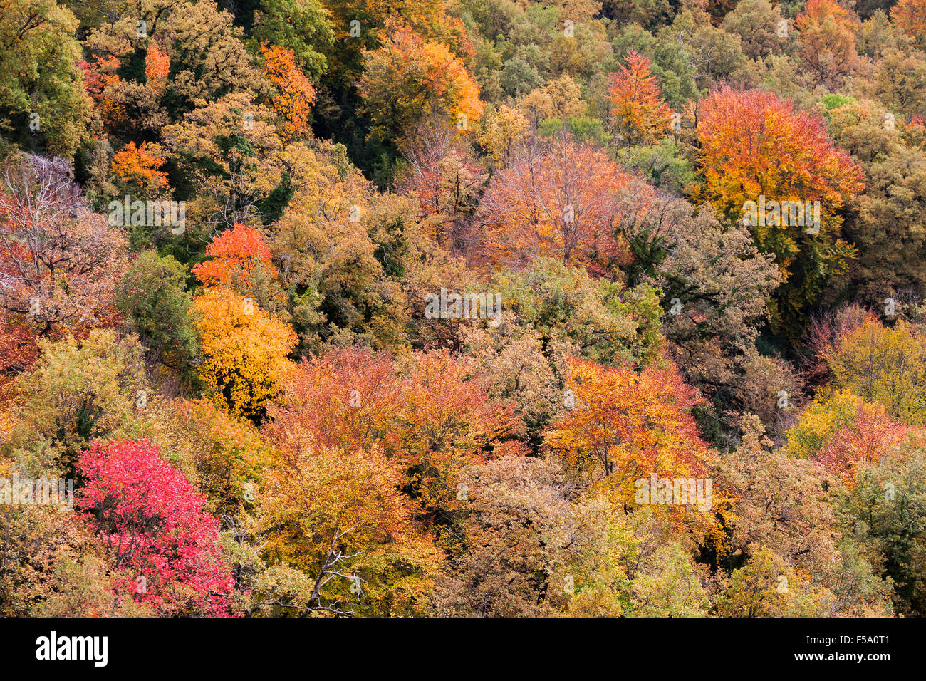 Herbstwald hautnah in La Garrotxa, Catalonia Stockfoto