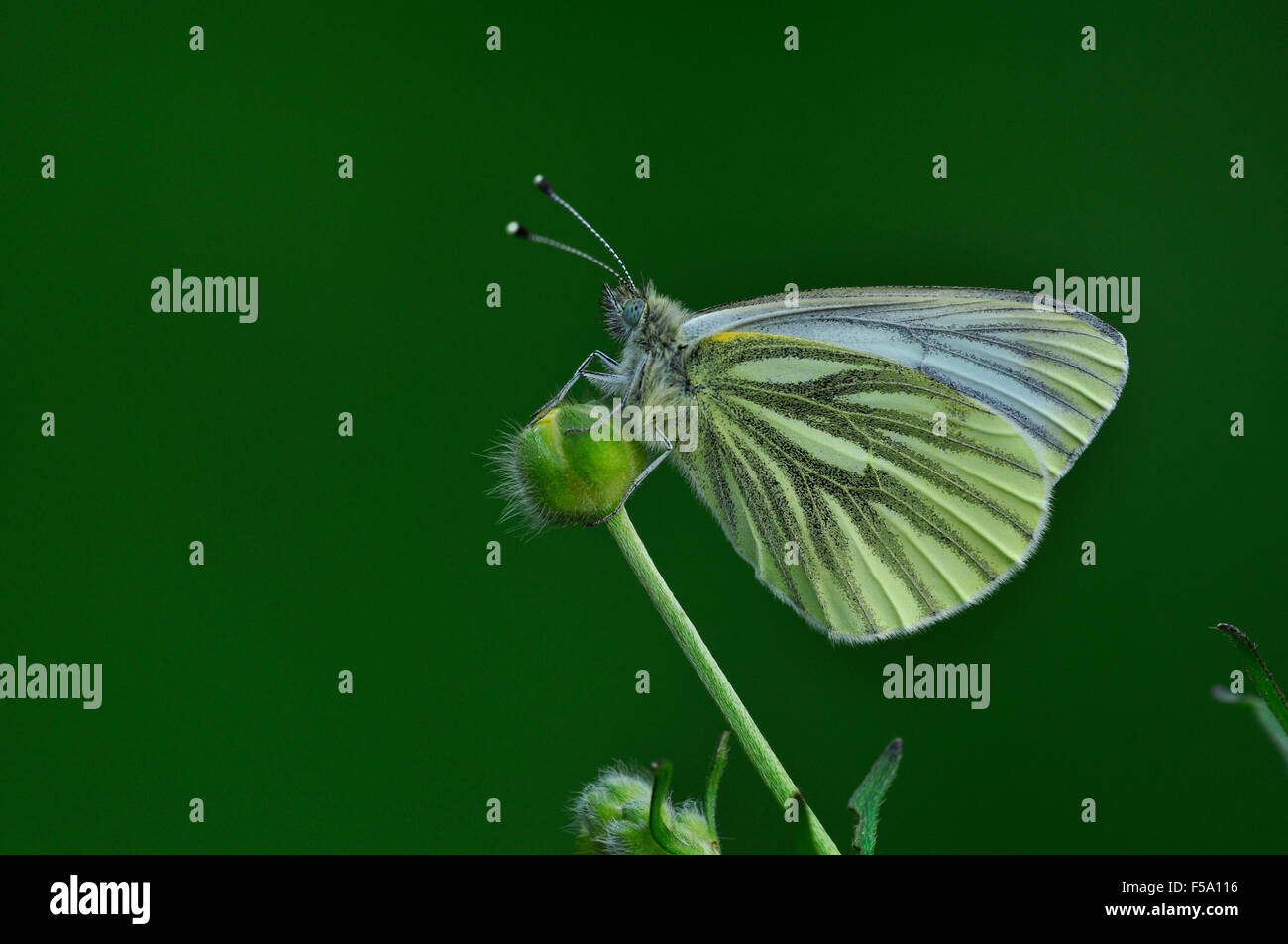 Eine grün geädert weißen Schmetterling in Ruhe UK Stockfoto