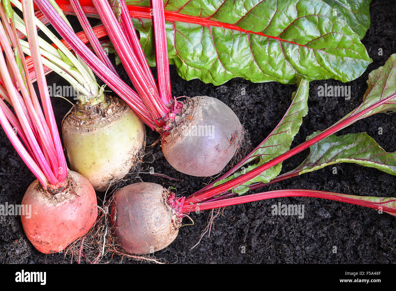 Bunte Bio Wurzelgemüse mit grünen Blättern, frisch gepflückt und gewachsen in einem Garten in dunklen fruchtbaren Boden, ungewaschenen ausgewählt Stockfoto