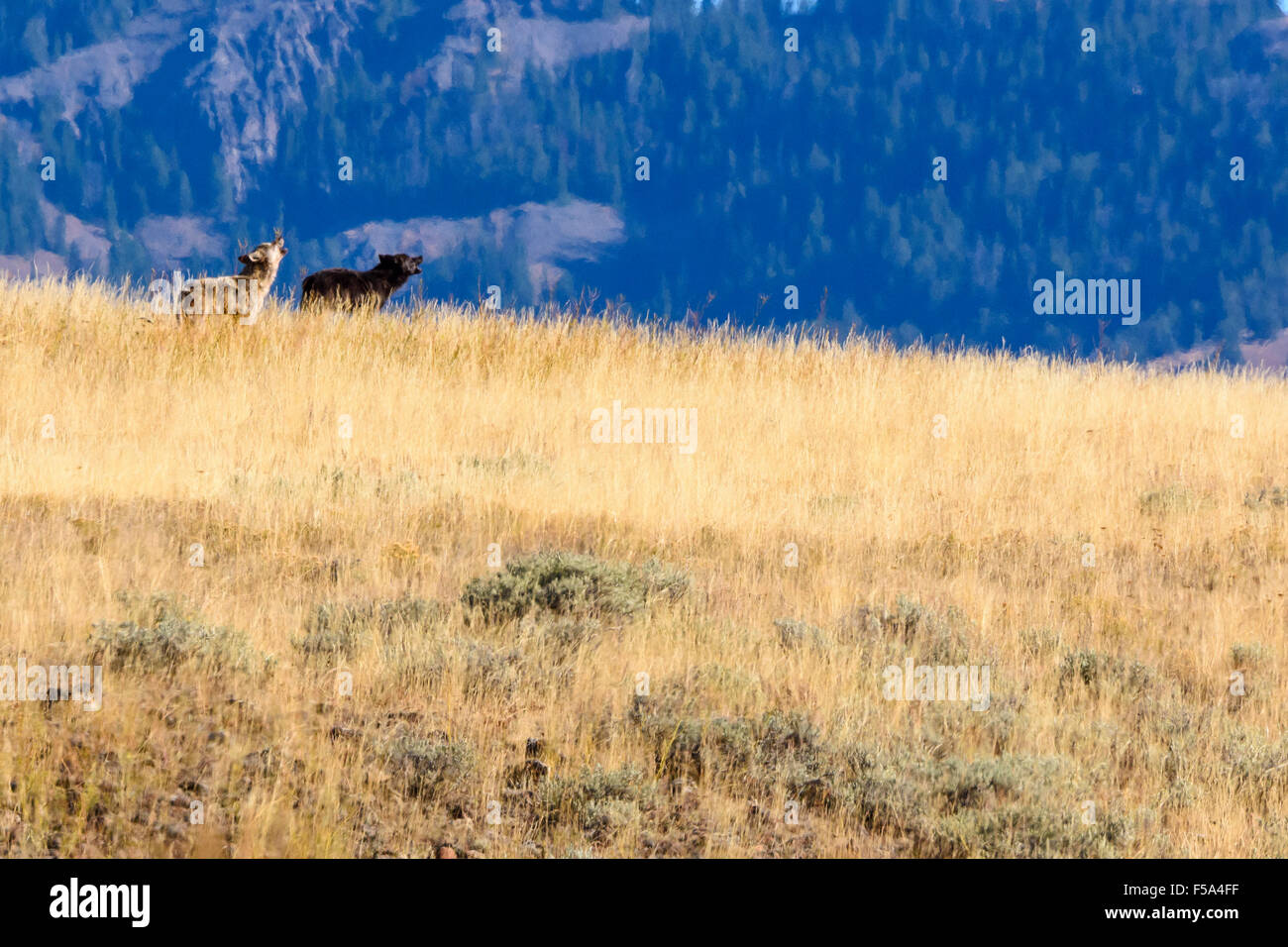 Wolf, Canis Lupus, Lamar Valley, Yellowstone-Nationalpark, Wyoming, USA Stockfoto