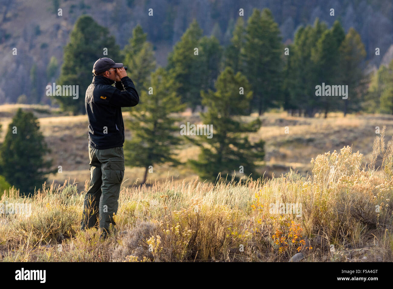 Bob auf der Suche nach Wölfe, Lamar Valley, Yellowstone-Nationalpark, Wyoming, USA Stockfoto