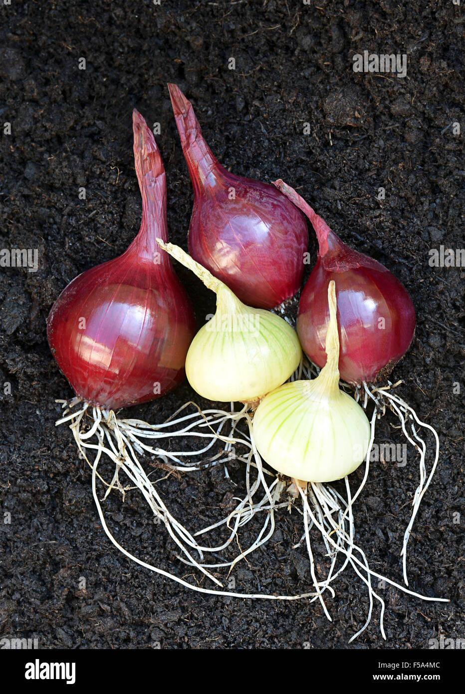 Frisch aus dem Boden organische Schalotten Teil der Zwiebel Familie legen auf reichen dunklen Boden mit Birne und Wurzeln. Stockfoto