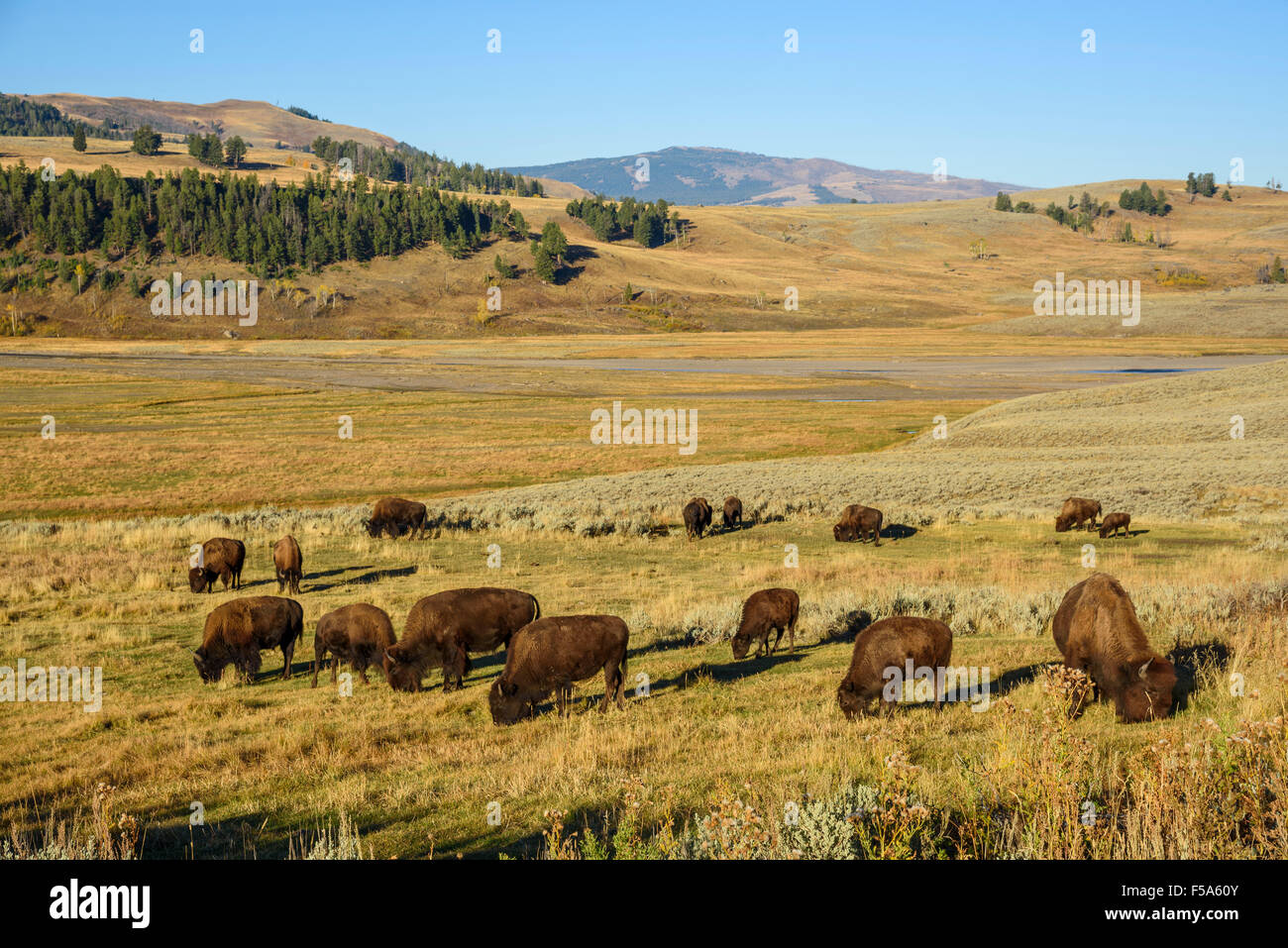 Amerikanische Bisons, Bison Bison (Büffel) in Lamar Valley, Yellowstone-Nationalpark, Wyoming, USA Stockfoto